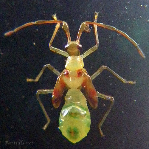 クスベニヒラタカスミカメ幼虫